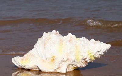 湖邊擺放的長行的玻璃鋼創(chuàng)意海螺雕塑